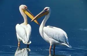 Great White Pelican Kenya, Africa