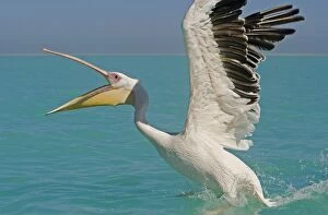Images Dated 11th April 2010: Great White Pelican - landing on water - Atlantic Ocean - Namibia - Africa