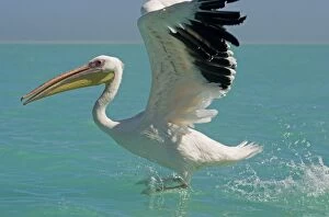 Images Dated 11th April 2010: Great White Pelican - landing on water - Atlantic Ocean - Namibia - Africa