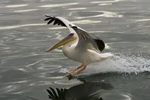 Images Dated 20th March 2006: Great White Pelican - Landing on water near Walvis Bay Namibia, Namibia. Africa