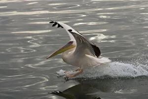 Images Dated 20th March 2006: Great White Pelican - Landing on water near Walvis Bay, Namibia. Africa