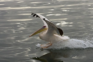 Images Dated 20th March 2006: Great White Pelican - Landing on water near Walvis Bay, Namibia. Africa