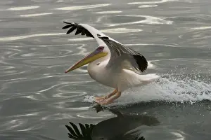 Great White Pelican - Landing on water near Walvis Bay Namibia, Namibia. Africa
