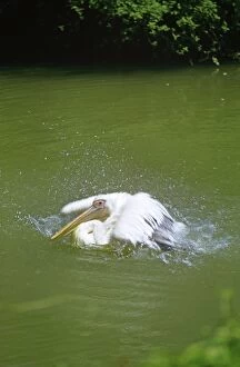 Great white pelican (Pelecanus onocrotalus) shaking