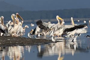 Great White Pelican - stretching wings