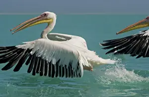 Taking Off Prints: Great White Pelican - taking off - Atlantic Ocean - Namibia - Africa