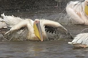 Great White Pelican - in water