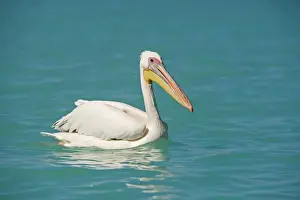 Altantic Ocean Prints: Great White Pelican - on the water - Atlantic Ocean - Namibia - Africa