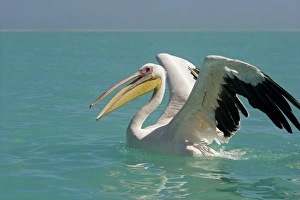 Images Dated 11th April 2010: Great White Pelican - on the water - with wings opening and beak open - Atlantic Ocean - Namibia