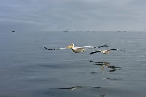 Images Dated 1st February 2006: Great White Pelicans - In flight over the Atlantic Ocean, with fishing vessels in the background