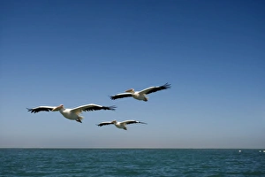 Images Dated 11th April 2010: Great White Pelicans - in flight over the ocean - Atlantic Ocean - Namibia - Africa
