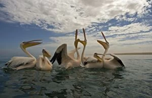 Images Dated 20th March 2006: Great White Pelicans - Floating on the Atlantic Ocean near Walvis Bay Namibia. Africa
