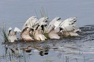 Great White Pelicans - flock feeding