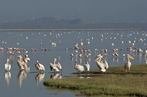 Images Dated 11th December 2010: Great White Pelicans - flock at lake