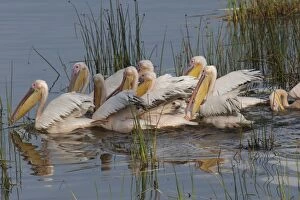 Great White Pelicans - flock swimming