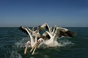 Images Dated 11th April 2010: Great White Pelicans - lunging for food in the water - Atlantic Ocean - Namibia - Africa