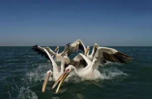 Oceans Prints: Great White Pelicans - lunging for food in the water - Atlantic Ocean - Namibia - Africa