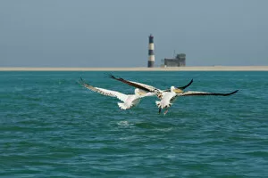 Great White Pelicans - pair in flight with the Pelican Point Light House in the background