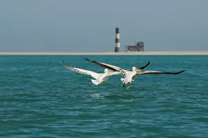 Lighthouses Prints: Great White Pelicans - pair in flight with the Pelican Point Light House in the background - Atlantic Ocean - Namibia