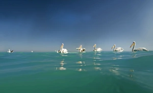 Images Dated 11th April 2010: Great White Pelicans - seen from the water level - Atlantic Ocean - Namibia - Africa