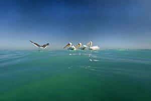 Images Dated 11th April 2010: Great White Pelicans - seen from water level with a gull in flight - Atlantic Ocean - Namibia