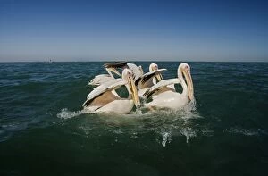 Images Dated 11th April 2010: Great White Pelicans - on the water - Atlantic Ocean - Namibia - Africa