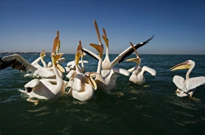 Images Dated 11th April 2010: Great White Pelicans - on the water - Atlantic Ocean - Namibia - Africa