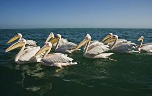 Images Dated 11th April 2010: Great White Pelicans - on the water - Atlantic Ocean - Namibia - Africa