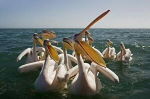 Images Dated 11th April 2010: Great White Pelicans on the water - with beak open - Atlantic Ocean - Namibia - Africa