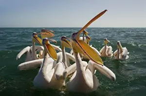 Oceans Prints: Great White Pelicans on the water - with beak open - Atlantic Ocean - Namibia - Africa