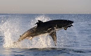 Great White Shark - breaching