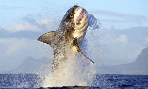 Sharks Collection: Great White Shark - Breaching