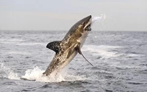 Images Dated 11th July 2009: Great White Shark - Breaching - Seal Island - False Bay - South Africa