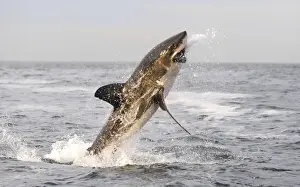 Great White Shark - Breaching - Seal Island - False Bay - South Africa