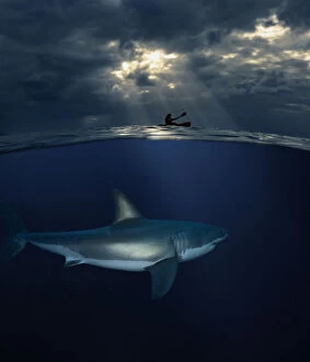 Bellow Water Collection: Great white shark, Carcharodon carcharias, following kayak. Increasingly, people