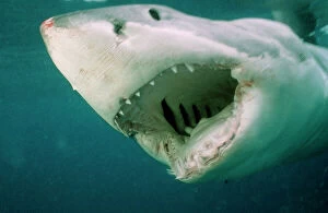 Mouths Collection: Great White Shark - Close up of head with mouth open, showing gills inside, South Australia