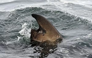 Images Dated 8th July 2009: Great White Shark - damaged dorsal fin - Seal Island, False Bay, South Africa