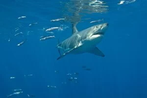 Great White Shark - Female