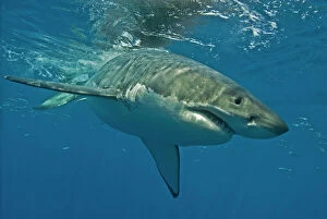 Central America Collection: Great White Shark - Female - Guadalupe island - Mexico