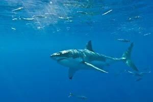 Images Dated 2nd November 2007: Great White Shark - Female - Guadalupe island - Mexico