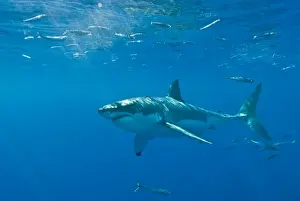 Great White Shark - Female - Guadalupe island - Mexico
