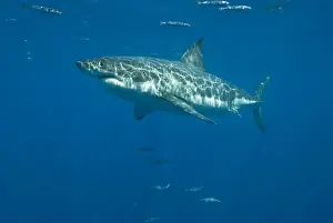 Great White Shark - Female - Guadalupe island - Mexico