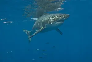 Great White Shark - Female - Guadalupe island - Mexico