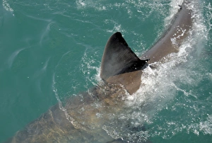 Great White Shark with fin out of water
