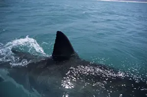 Great White Shark. With fin out of water. Dire Island Gansbaai South Africa