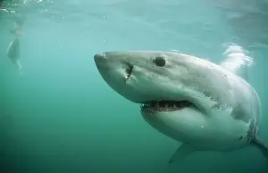Sinister Prints: Great White Shark Gansbaai, South Africa