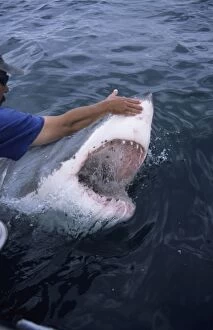 Great White Shark - With head out of water being