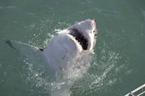Great White Shark - with head out of water