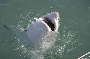 Great White Shark - with head out of water. Gansbaai South Africa
