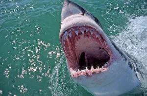 South Africa Collection: Great White Shark. With head out of water and mouth open. Dire Island Gansbaai South Africa